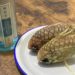 憧れの魚、マツカサウオを食べてみた