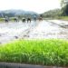 田植え日和の快晴に恵まれて。-わずか25粒の種籾から復活した酒米菊水-